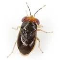 Geocoris scudderi - Geocoris scudderi