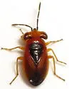 Geocoris scudderi - photo 2