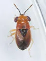Geocoris scudderi - photo 3