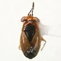 Geocoris scudderi - photo 4