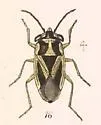 Geocoris thoracicus - photo 2