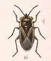 Geocoris thoracicus - photo 3