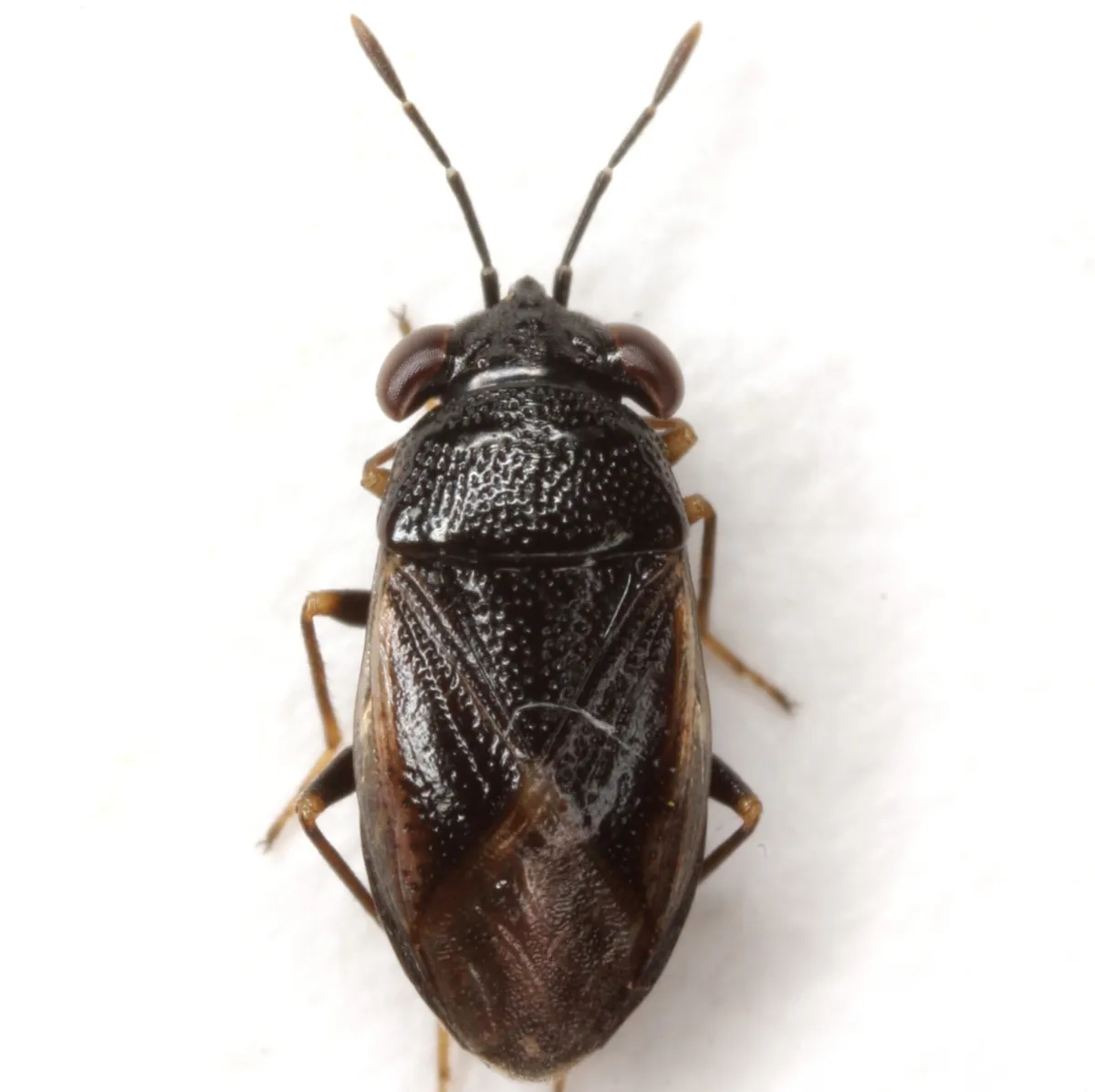 Geocoris uliginosus - photo 2