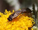 Geocoris undescribed - Geocoris undescribed