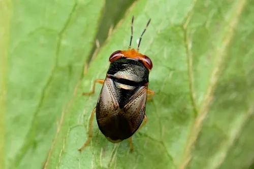 Geocoris varius