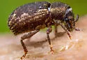 Geodercodes latipennis - photo 2