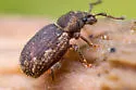 Geodercodes latipennis - photo 3