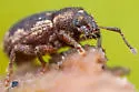 Geodercodes latipennis - photo 4