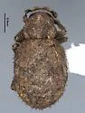 Geodercodes latipennis - photo 5
