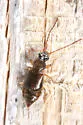 Geodromicus brunneus