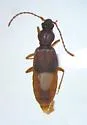 Geodromicus brunneus - photo 2