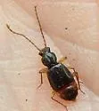 Geodromicus brunneus - photo 3