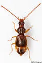 Geodromicus brunneus - photo 4
