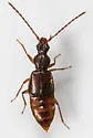 Geodromicus brunneus - photo 5