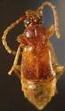 Geodromicus plagiatus