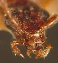 Geodromicus plagiatus - photo 2
