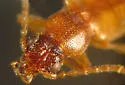 Geodromicus plagiatus - photo 3