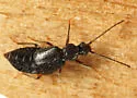 Geodromicus strictus - Geodromicus strictus