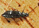 Geodromicus strictus - photo 2