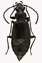 Geodromicus strictus - photo 3