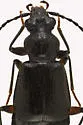 Geodromicus strictus - photo 4