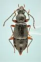 Geodromicus strictus - photo 5