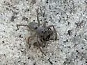 Geolycosa escambiensis