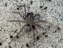Geolycosa escambiensis - photo 2