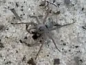 Geolycosa escambiensis - photo 3