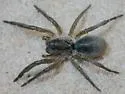 Geolycosa fatifera