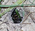 Geolycosa fatifera - photo 3
