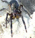 Geolycosa fatifera - photo 4