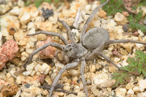 Geolycosa gosoga