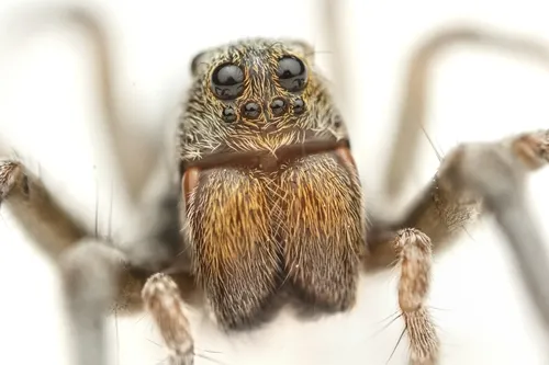 Geolycosa gosoga - photo 4
