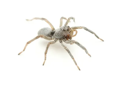 Geolycosa gosoga - photo 5