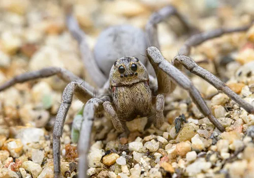 Geolycosa gosoga - photo 7