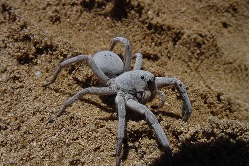 Geolycosa gosoga - photo 8