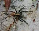 Geolycosa hubbelli