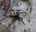 Geolycosa hubbelli - photo 2