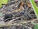 Geolycosa micanopy