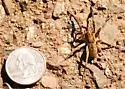 Geolycosa missouriensis