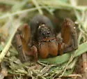 Geolycosa missouriensis - photo 2