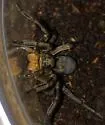 Geolycosa missouriensis - photo 4