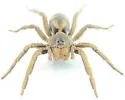 Geolycosa missouriensis - photo 5