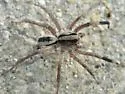Geolycosa ornatipes