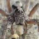 Geolycosa ornatipes - photo 2