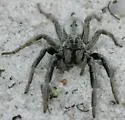 Geolycosa patellonigra