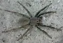 Geolycosa patellonigra - photo 2