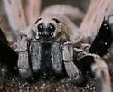 Geolycosa patellonigra - photo 3