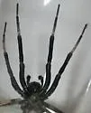 Geolycosa patellonigra - photo 4